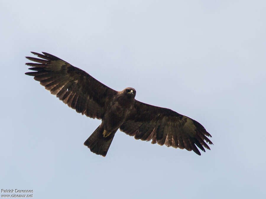 Wahlberg's Eagle, moulting, pigmentation, Flight