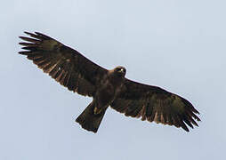 Wahlberg's Eagle