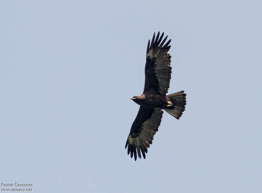 Aigle de Wahlbergadulte, composition, pigmentation, Vol