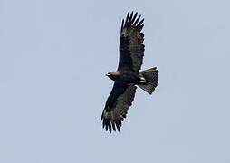 Wahlberg's Eagle