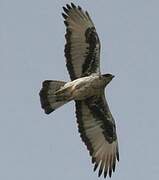 African Hawk-Eagle