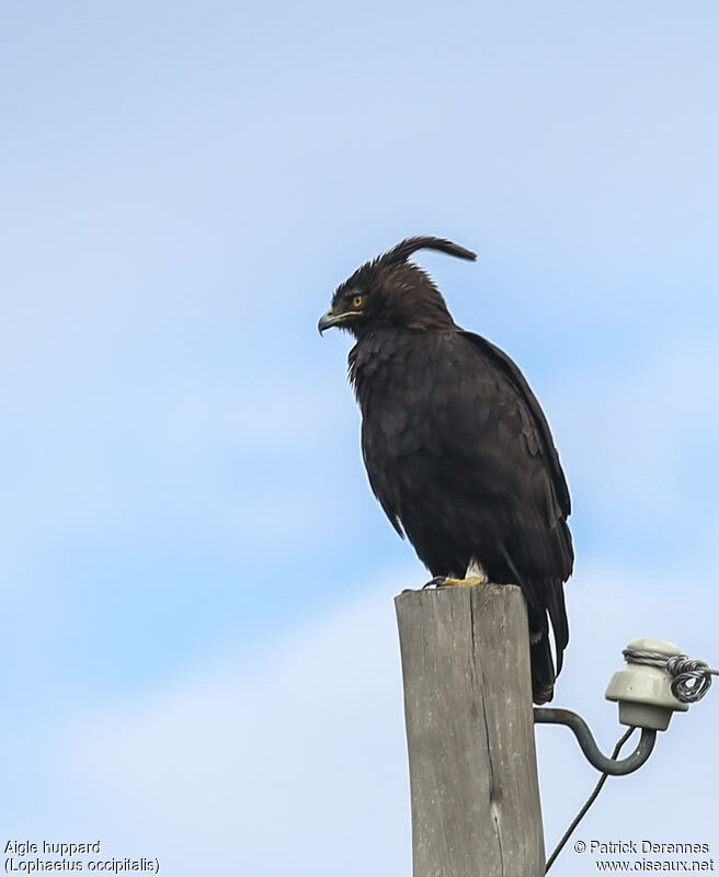 Aigle huppardadulte, identification