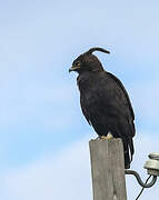 Long-crested Eagle