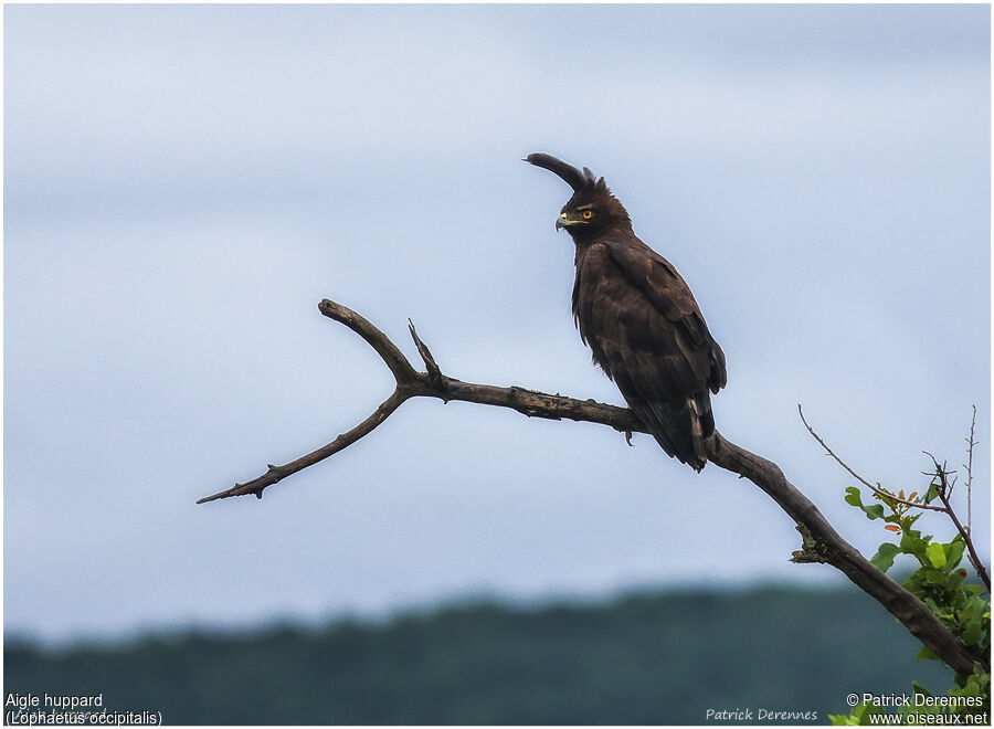 Long-crested Eagleadult, identification