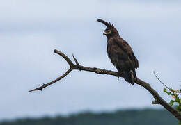 Long-crested Eagle