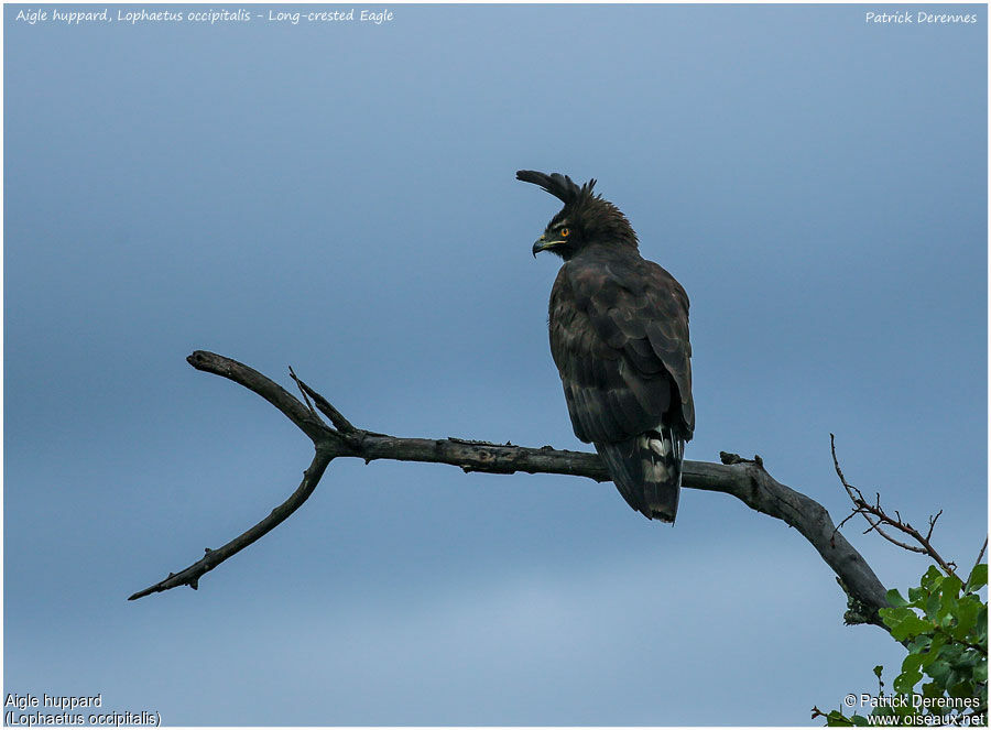 Long-crested Eagleadult, identification