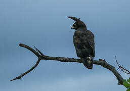 Long-crested Eagle