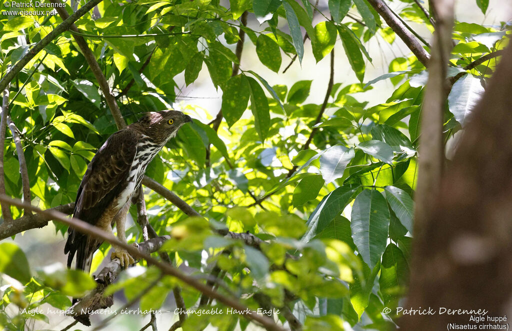 Aigle huppé, identification, habitat