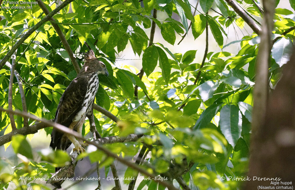 Aigle huppé, identification, habitat