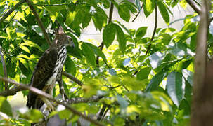 Changeable Hawk-Eagle