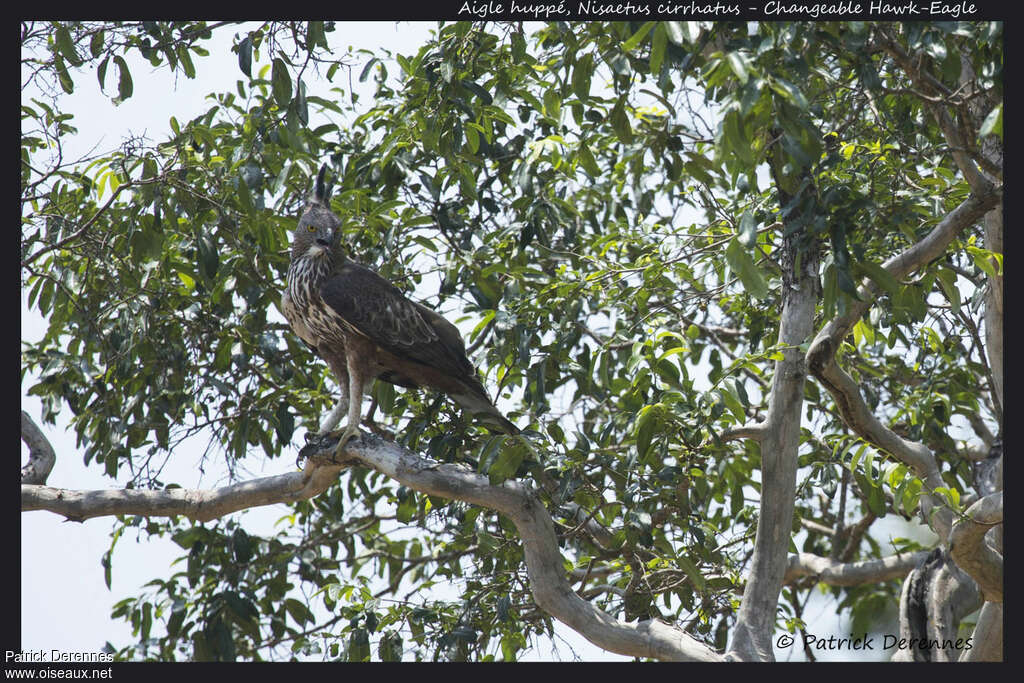 Changeable Hawk-Eagleadult, habitat