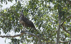 Changeable Hawk-Eagle