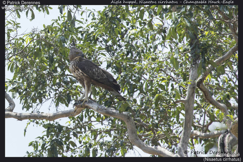 Changeable Hawk-Eagle, identification, habitat