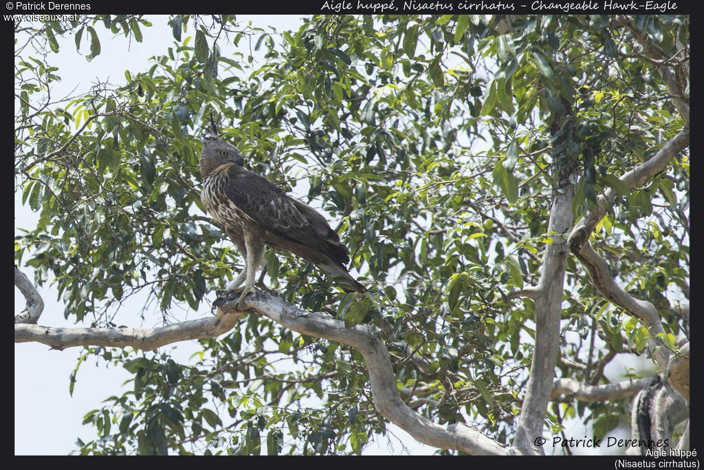 Aigle huppé, identification, habitat