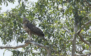 Changeable Hawk-Eagle