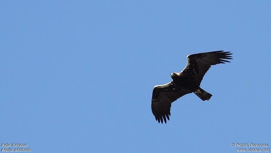 Aigle ibérique, Vol