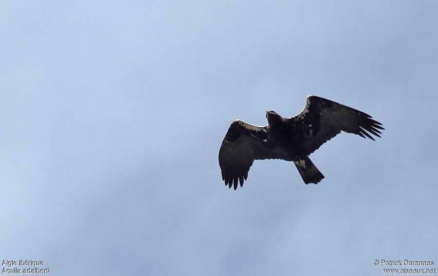 Aigle ibérique, Vol