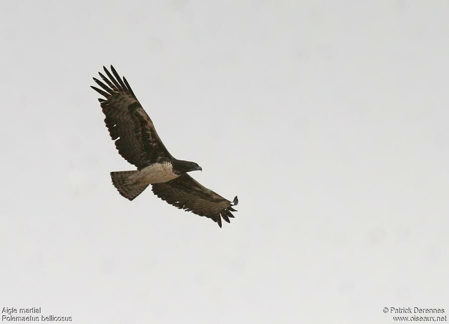 Martial Eagle