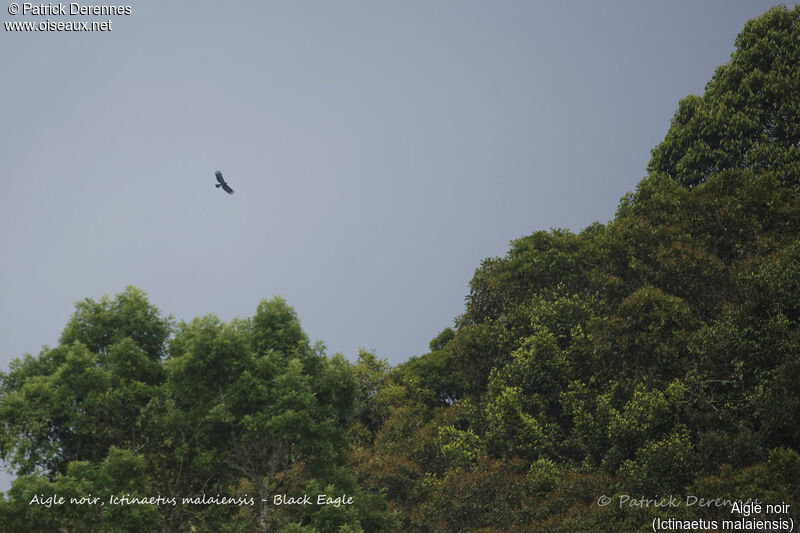 Aigle noir, habitat