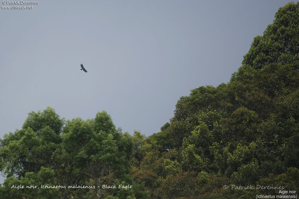 Black Eagle, habitat