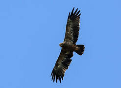 Tawny Eagle