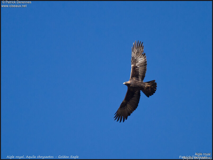 Golden Eagle, Flight
