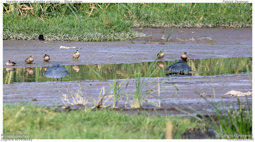 Black Heronadult, identification, Behaviour