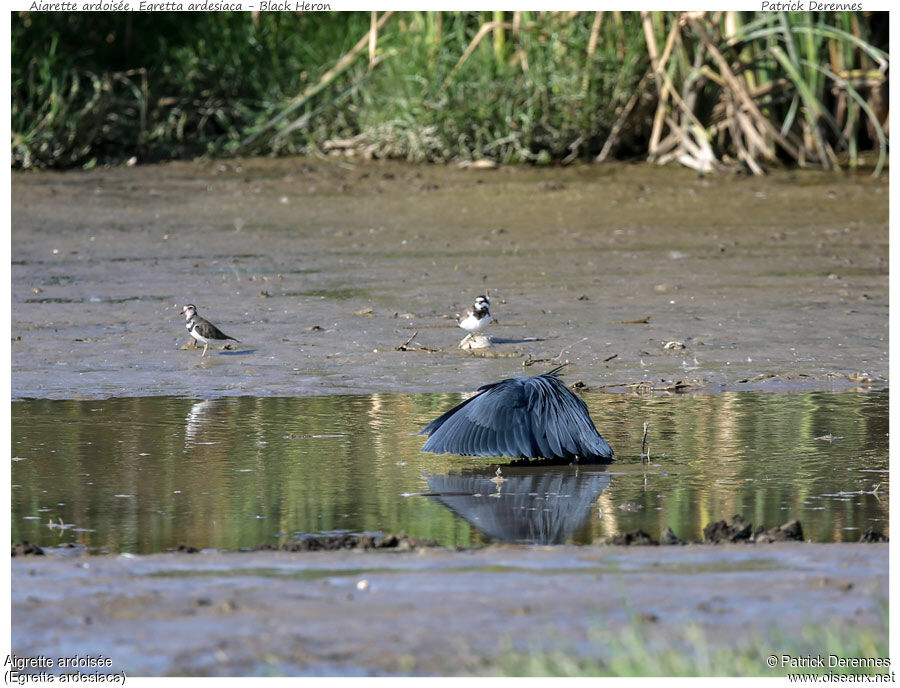 Black Heronadult, identification, Behaviour