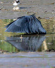 Aigrette ardoisée