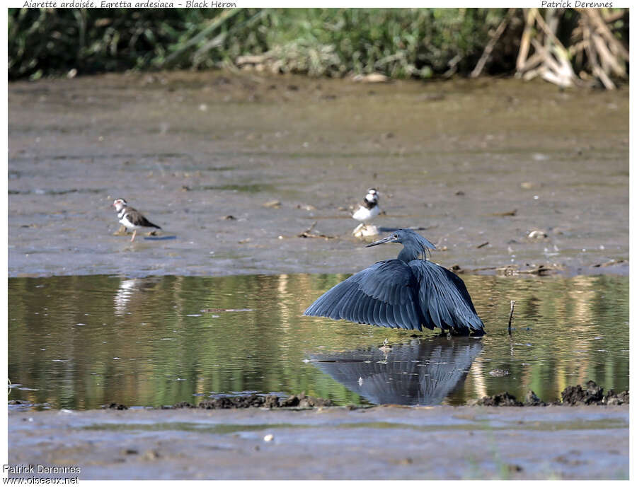 Black Heronadult, identification, Behaviour