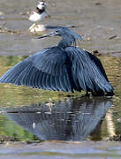 Black Heron