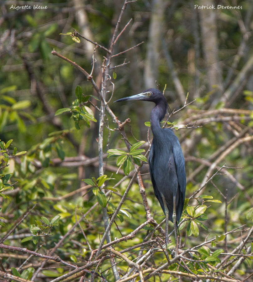 Little Blue Heron, identification, habitat