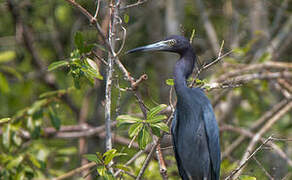 Little Blue Heron