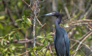 Aigrette bleue