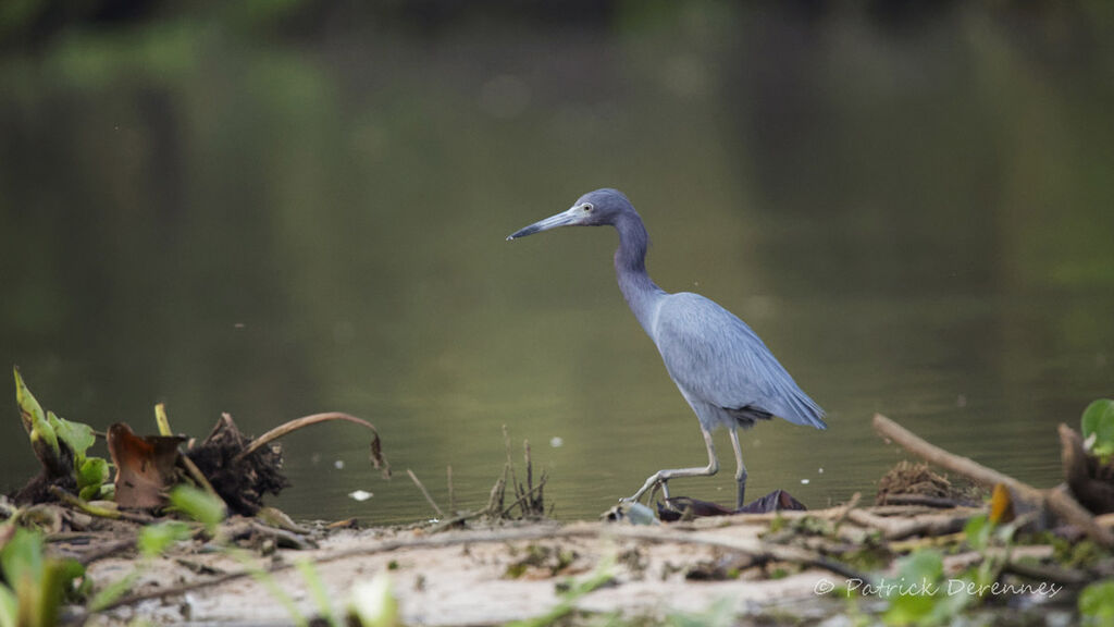 Aigrette bleue, identification, habitat