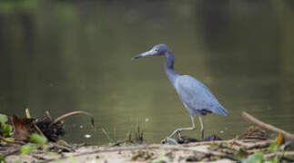 Aigrette bleue