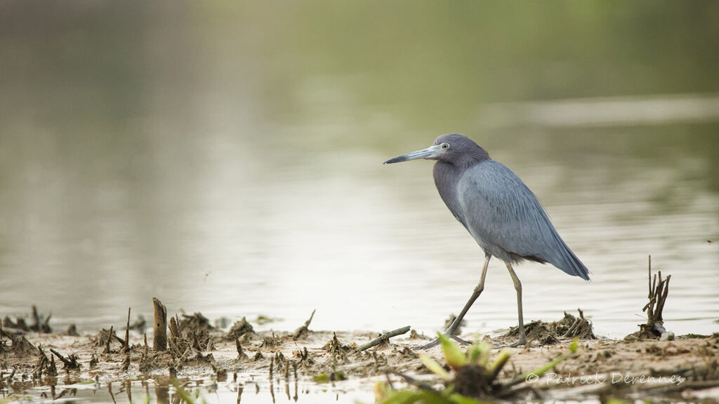 Little Blue Heron, identification, habitat