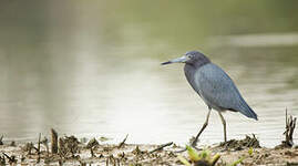 Aigrette bleue