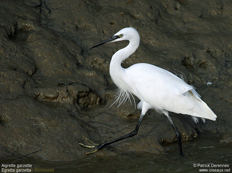 Little Egret