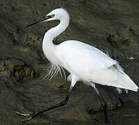 Aigrette garzette