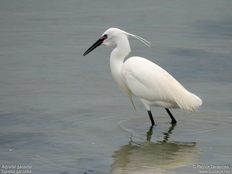 Little Egretadult breeding