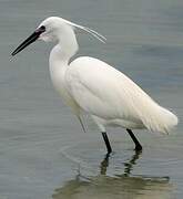 Aigrette garzette