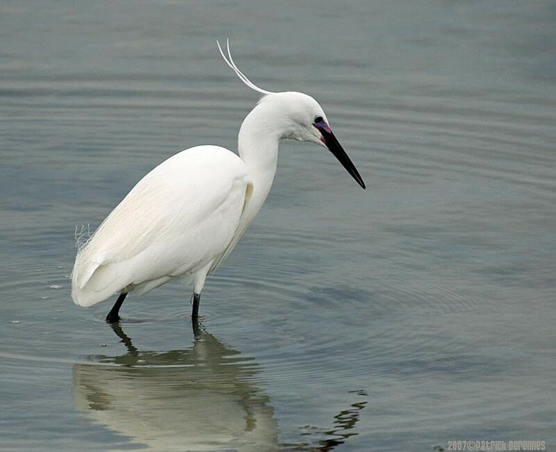 Little Egretadult breeding