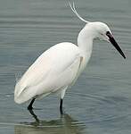 Aigrette garzette