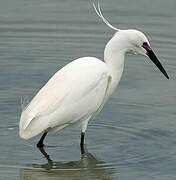 Little Egret