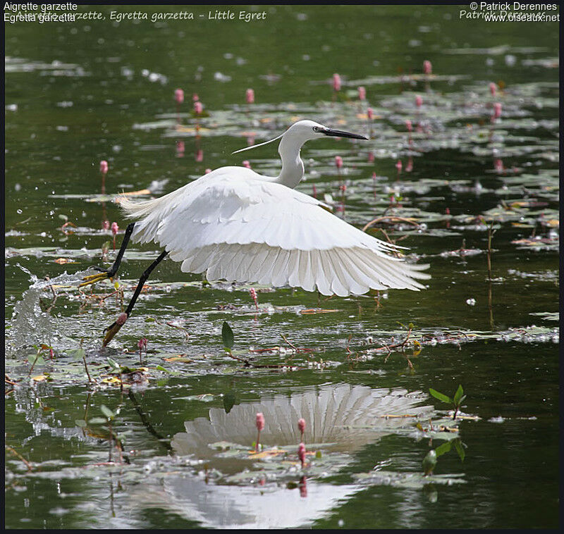 Aigrette garzette, Vol