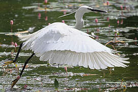 Little Egret