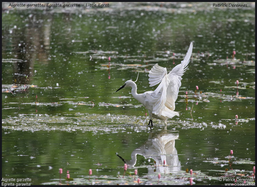 Little Egret, identification, Behaviour