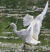 Aigrette garzette