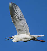 Little Egret